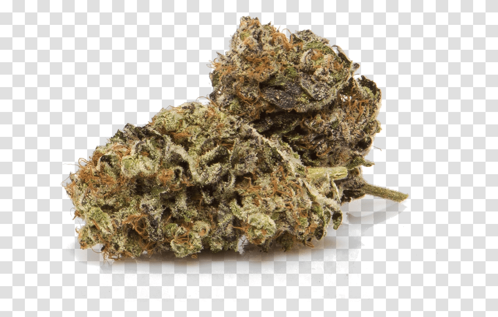 Cbd Strains For Sale, Plant, Moss, Pineapple, Outdoors Transparent Png