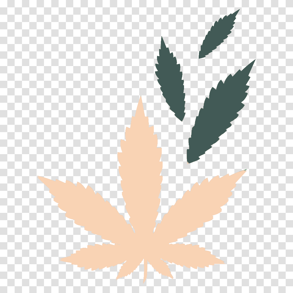 Cbd Vs Thc, Leaf, Plant, Tree, Maple Leaf Transparent Png