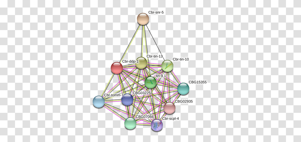 Cbr Ddp 1 Protein Circle, Network, Tree, Plant, Chandelier Transparent Png