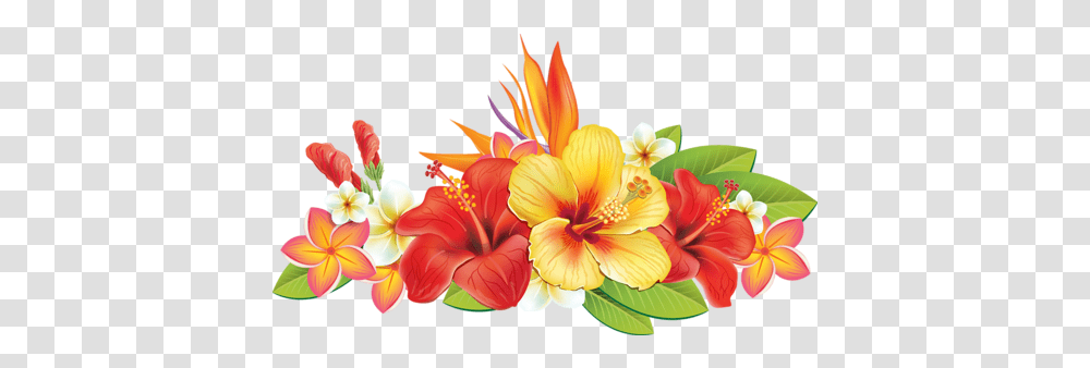 Cc5c4 B799d61a L Tropical Flowers Vector 500x277 Vector Tropical Flowers, Hibiscus, Plant, Blossom Transparent Png