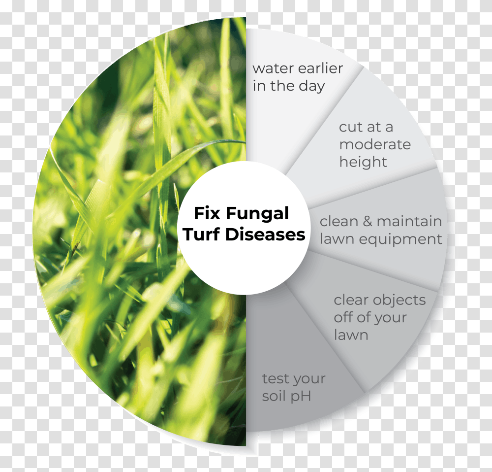 Cd, Grass, Plant, Vegetation, Poster Transparent Png