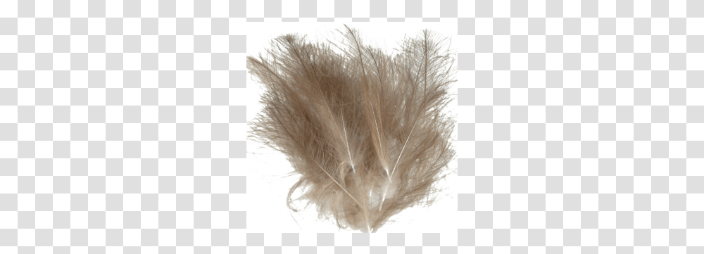 Cdc Feathers, Leaf, Plant, Rat, Rodent Transparent Png