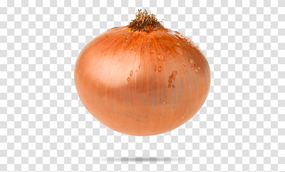 Cebolla Bocaabajo Yellow Onion, Plant, Shallot, Vegetable, Food Transparent Png