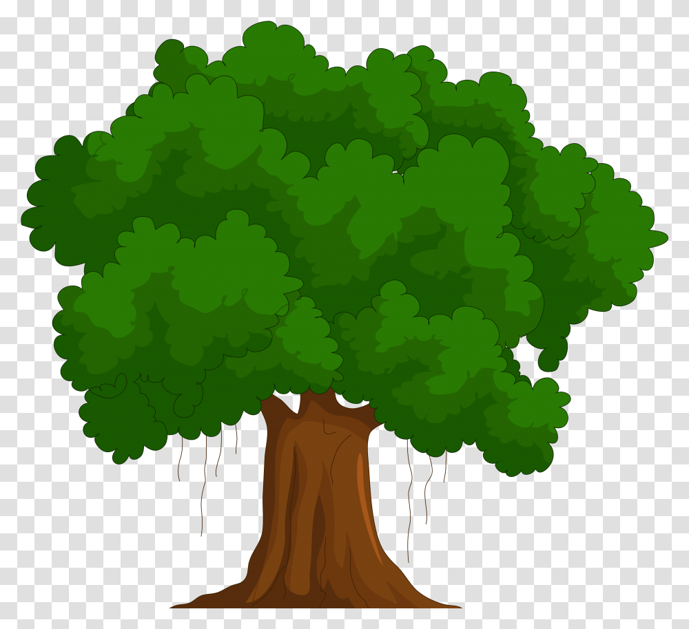 Cedar Clipart Green Tree Clipart, Plant, Root, Vegetable, Food Transparent Png