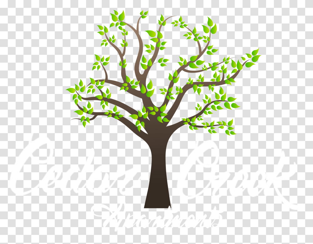 Cedar Creek Apartments Free Background For Family Tree, Plant, Oak, Text, Sycamore Transparent Png