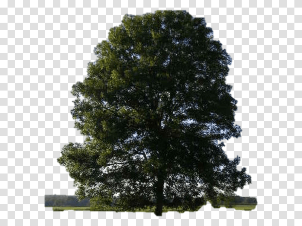 Cedar Elm Eastern Red Tree Dutch Flower Vs Tree, Plant, Oak, Sycamore, Maple Transparent Png