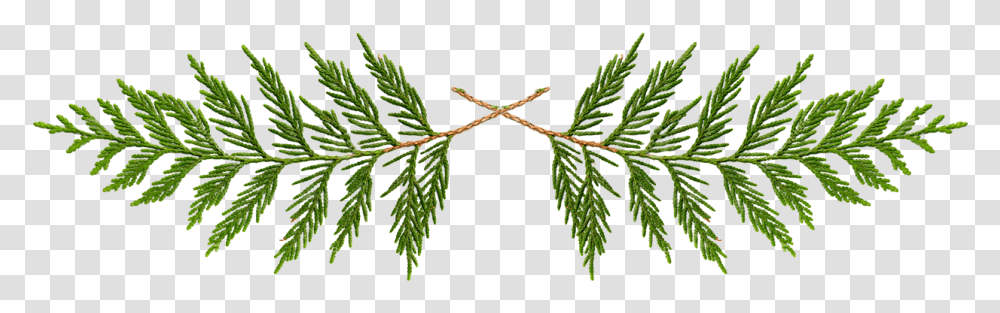 Cedar First Nation First Cedar Tree Clip Art, Plant, Conifer, Leaf, Abies Transparent Png