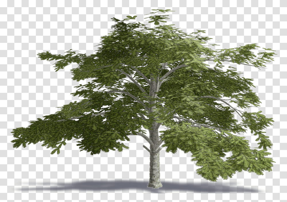 Cedar Of Lebanon Lebanese Cedar Tree, Plant, Tree Trunk, Land, Outdoors Transparent Png
