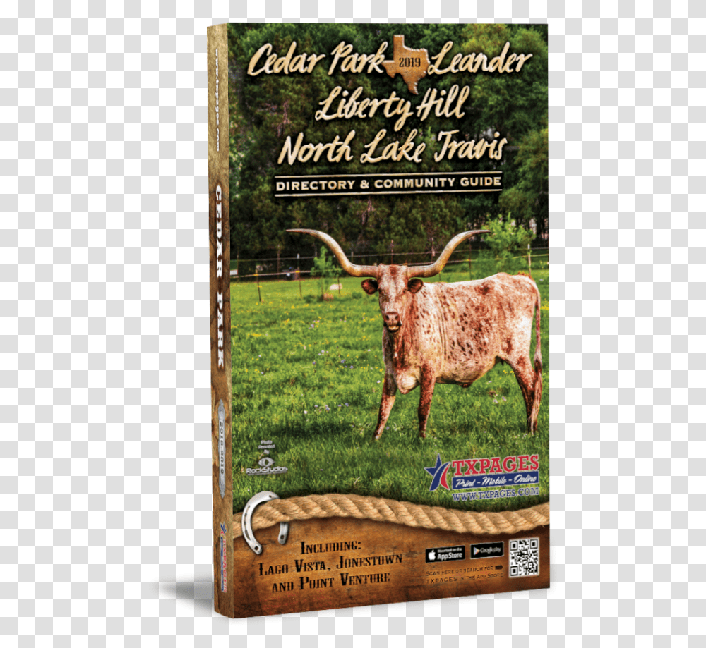 Cedar Park Directory Leander Tx Community Guide, Longhorn, Cattle, Mammal, Animal Transparent Png