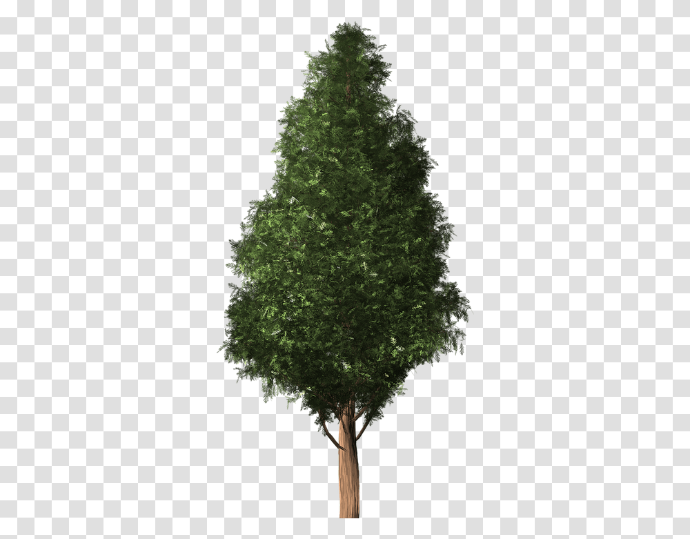Cedar Tree 3 Image Scentsy Im Snow Over, Plant, Christmas Tree, Ornament, Fir Transparent Png