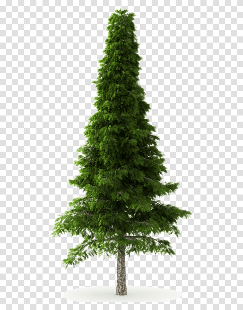 Cedar Tree Background Cedar Tree, Plant, Christmas Tree, Ornament, Fir Transparent Png