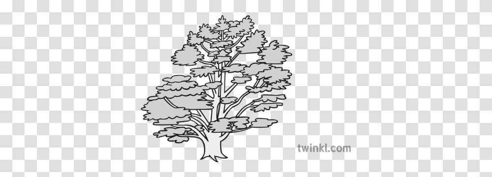 Cedar Tree Black And White Illustration Twinkl Broomrape, Text, Stencil, Plant, Symbol Transparent Png