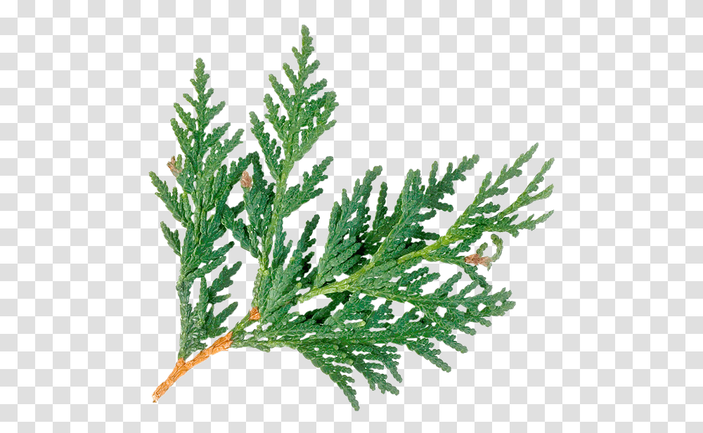 Cedar Tree Clip Art, Plant, Herbal, Herbs, Planter Transparent Png