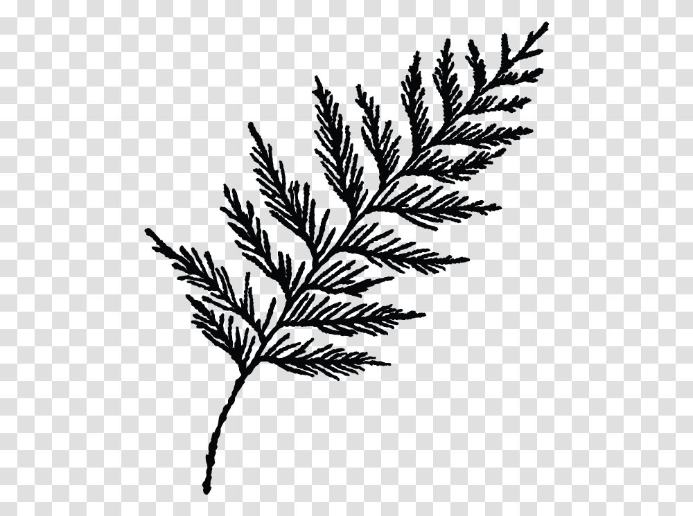 Cedar Tree Clipart Black And White, Photography, Night Life, Gray Transparent Png
