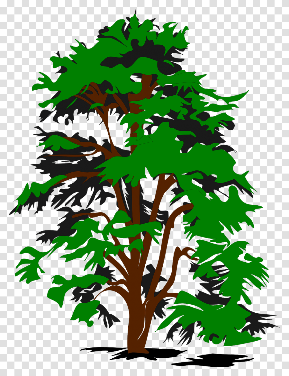 Cedar Tree Clipart, Plant, Leaf, Maple Transparent Png