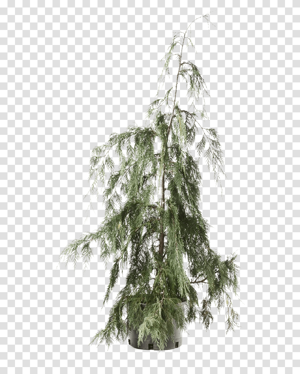 Cedar Tree Clipart Red Pine, Plant, Conifer, Fir, Moss Transparent Png