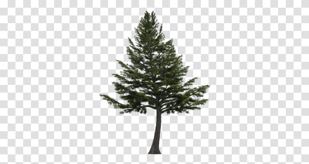 Cedar Tree Free Download Lebanese Cedar Tree, Plant, Pine, Fir, Abies Transparent Png