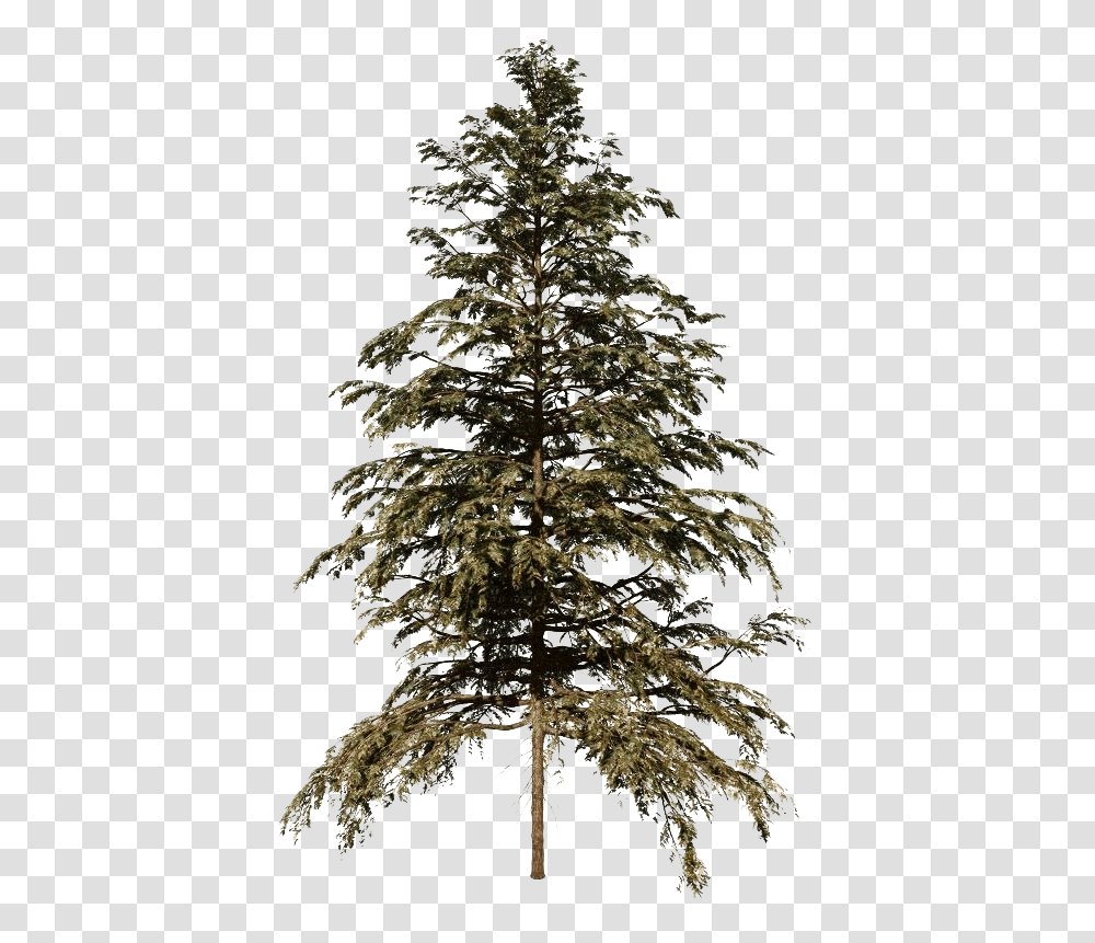 Cedar Tree Hd Cedar Tree, Plant, Christmas Tree, Ornament, Conifer Transparent Png