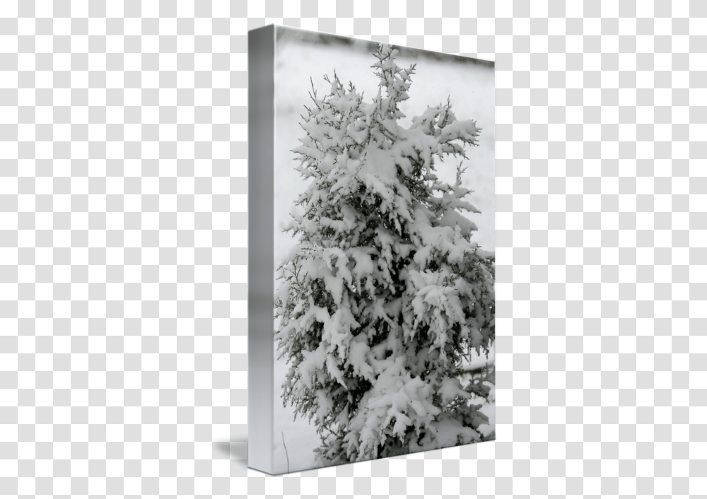 Cedar Tree In Snow By Clifton Wood Snow, Plant, Fir, Abies, Pine Transparent Png