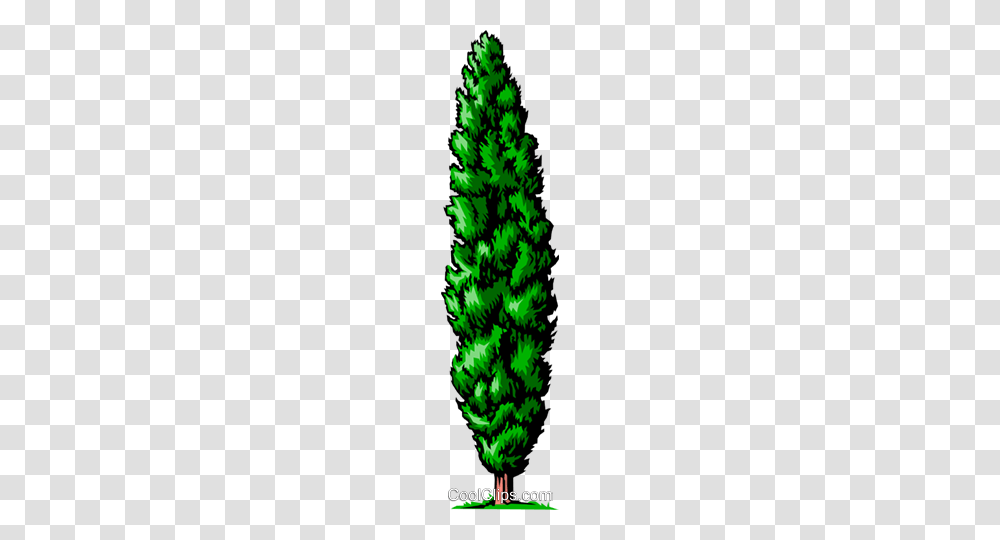 Cedar Tree Royalty Free Vector Clip Art Illustration, Plant, Pine, Fir, Abies Transparent Png