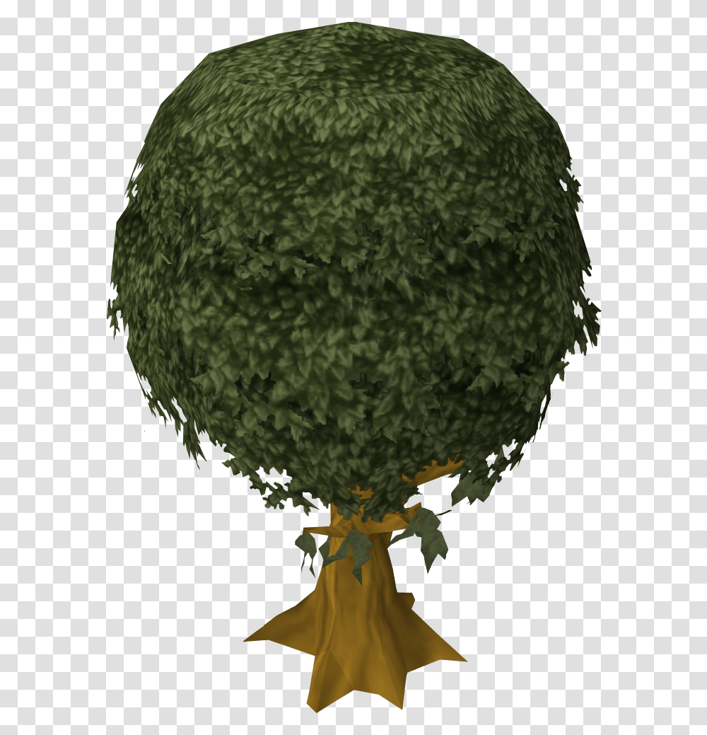 Cedar Tree White Walnut, Sphere, Plant, Green, Head Transparent Png