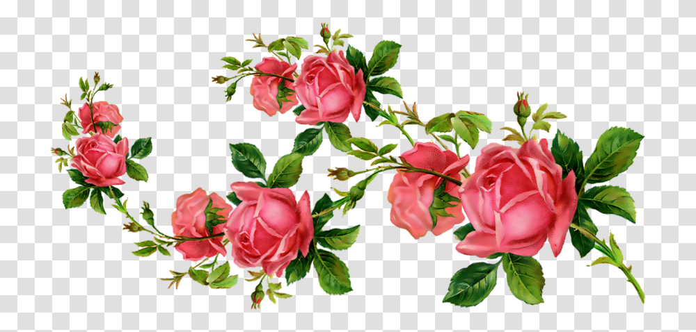 Ceiaxostickers Overlay Sticker Tumblr Garden Roses, Plant, Flower, Blossom, Petal Transparent Png