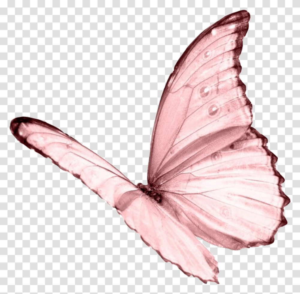 Ceiaxostickers Overlay Sticker Tumblr Pink Butterfly Background, Insect, Invertebrate, Animal, Person Transparent Png