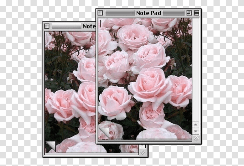Ceiaxostickers Tumblr Collage Art Aesthetic Vintage Lockscreen Aesthetic Tumblr Wallpaper Iphone, Plant, Flower, Rose, Poster Transparent Png