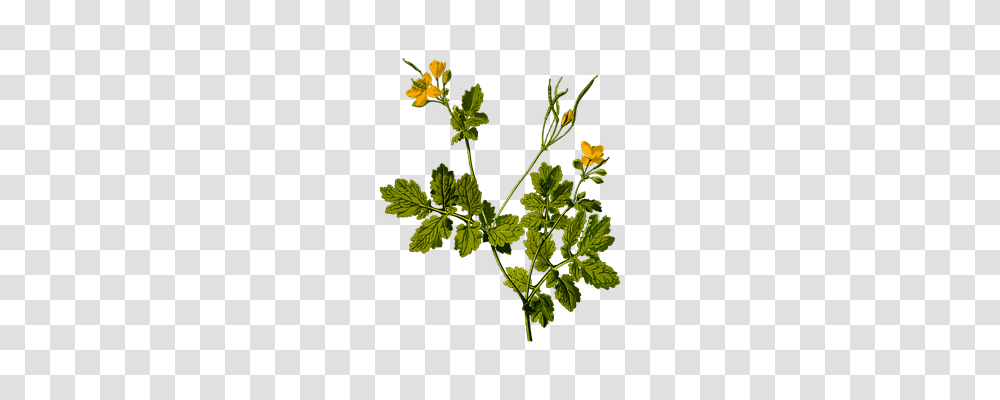 Celandine Technology, Vase, Jar, Pottery Transparent Png