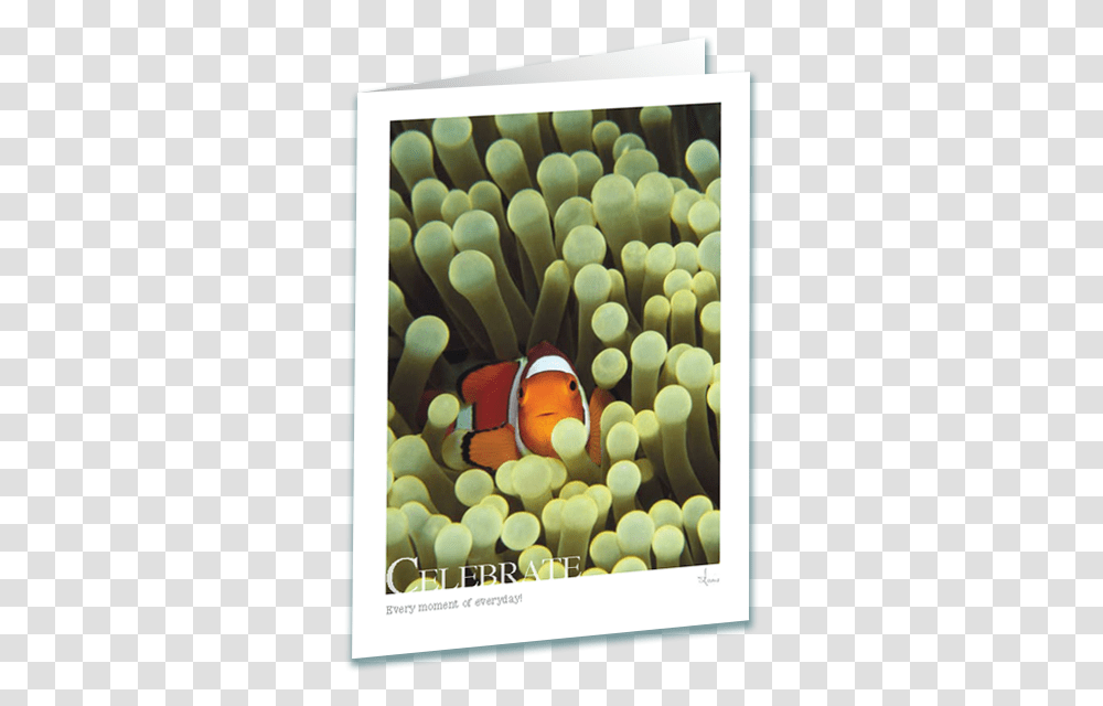 Celebrate Clownfish Greeting Card Ocellaris Clownfish, Amphiprion, Sea Life, Animal, Sea Anemone Transparent Png