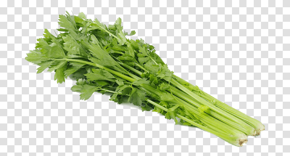 Celery Bunches Celery, Vase, Jar, Pottery, Plant Transparent Png