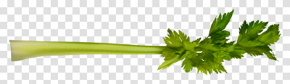 Celery Coriander, Leaf, Plant, Green, Tree Transparent Png