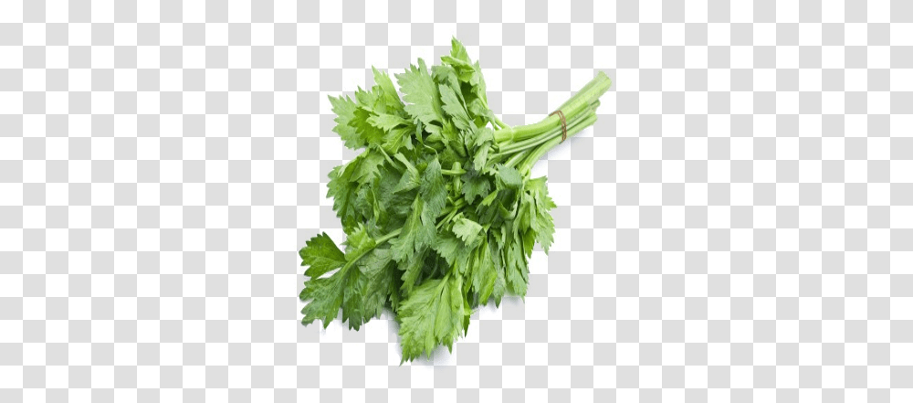 Celery Coriander, Vase, Jar, Pottery, Plant Transparent Png