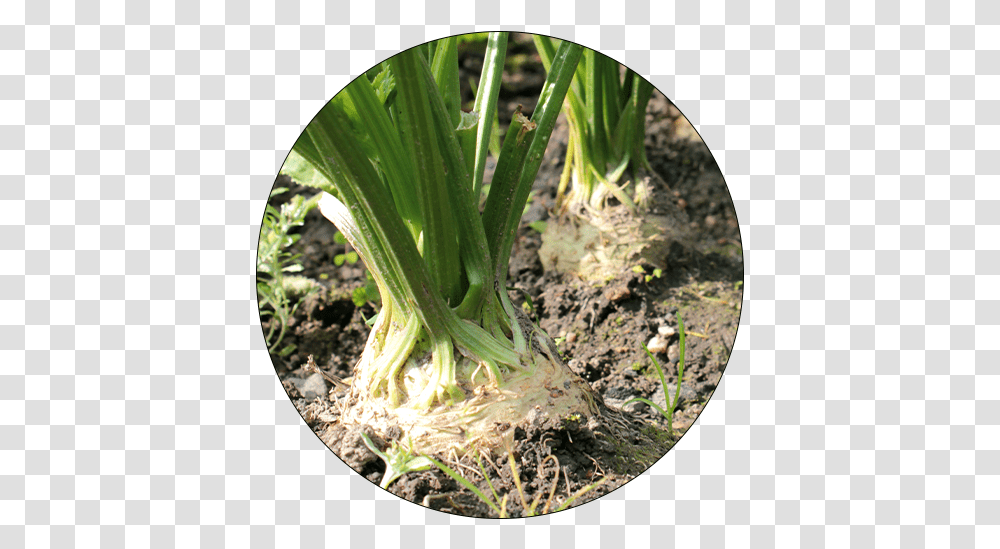 Celery Grows Above Ground, Plant, Produce, Food, Leek Transparent Png
