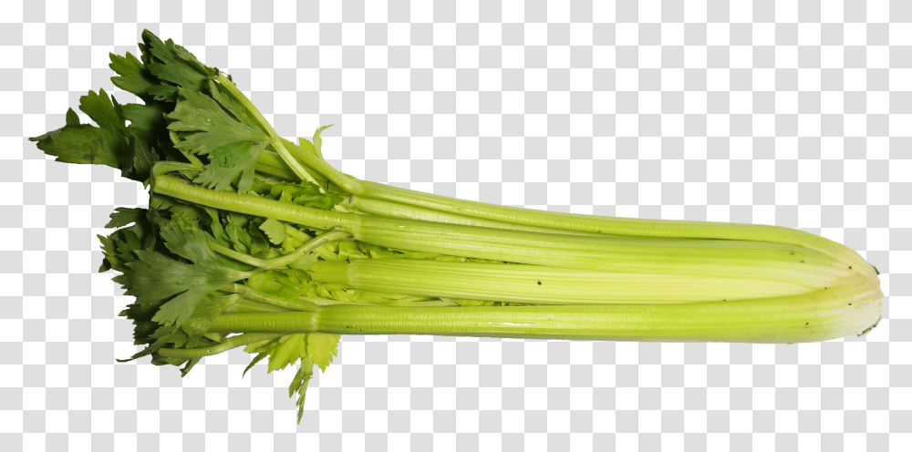 Celery One Piece Celery, Plant, Produce, Food, Vegetable Transparent Png