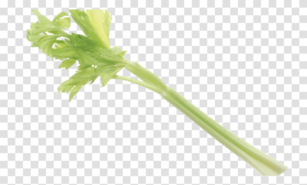 Celery Pick It Try Like Preserve Celery, Plant, Produce, Food, Vegetable Transparent Png
