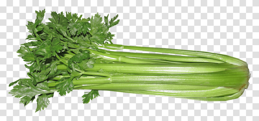 Celery Vegetable Food Vegetarian Cooking Rau Celery, Plant, Vase, Jar, Pottery Transparent Png