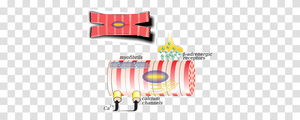 Cell Technology, Leisure Activities, Lamp, Beverage Transparent Png