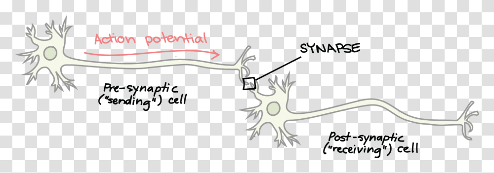 Cell Clipart Sensory Neuron Synapse On A Neuron, Antler, Gun, Weapon, Weaponry Transparent Png