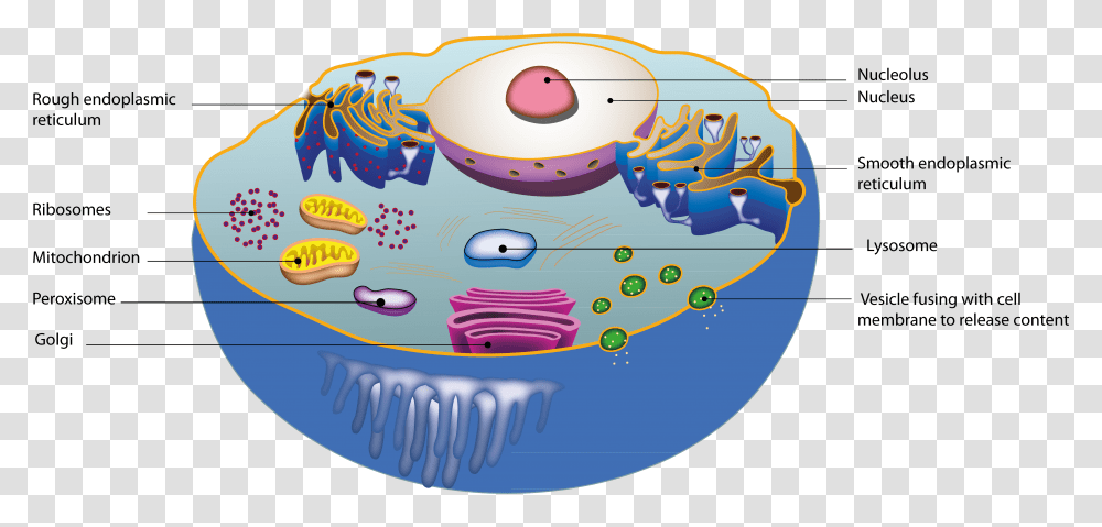 Cell Constituents, Birthday Cake Transparent Png