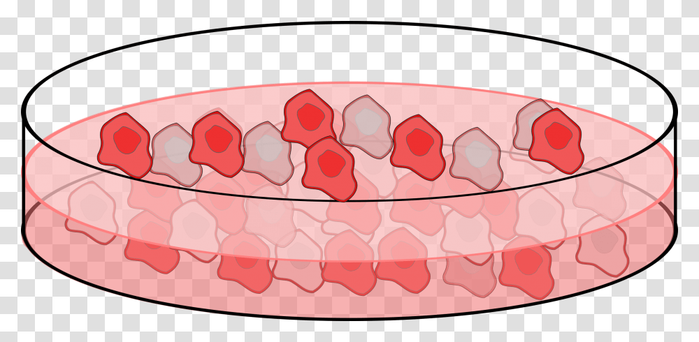 Cell Culture Clip Arts Cartoon Petri Dish Cells, Jaw, Teeth, Mouth, Interior Design Transparent Png
