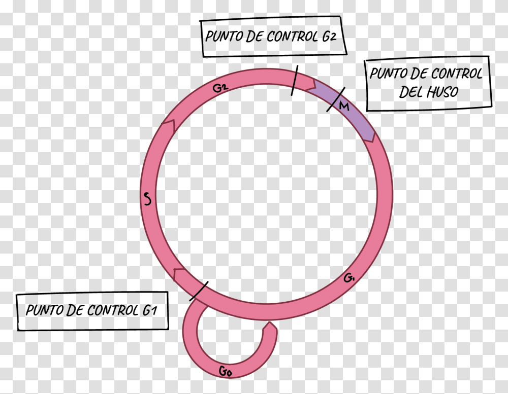 Cell Cycle Checkpoints, Horseshoe Transparent Png