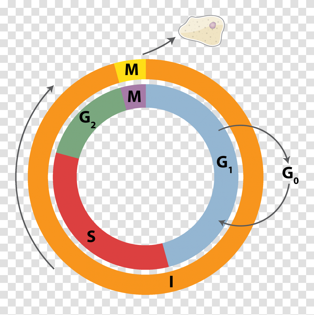 Cell Cycle, Number, Diagram Transparent Png