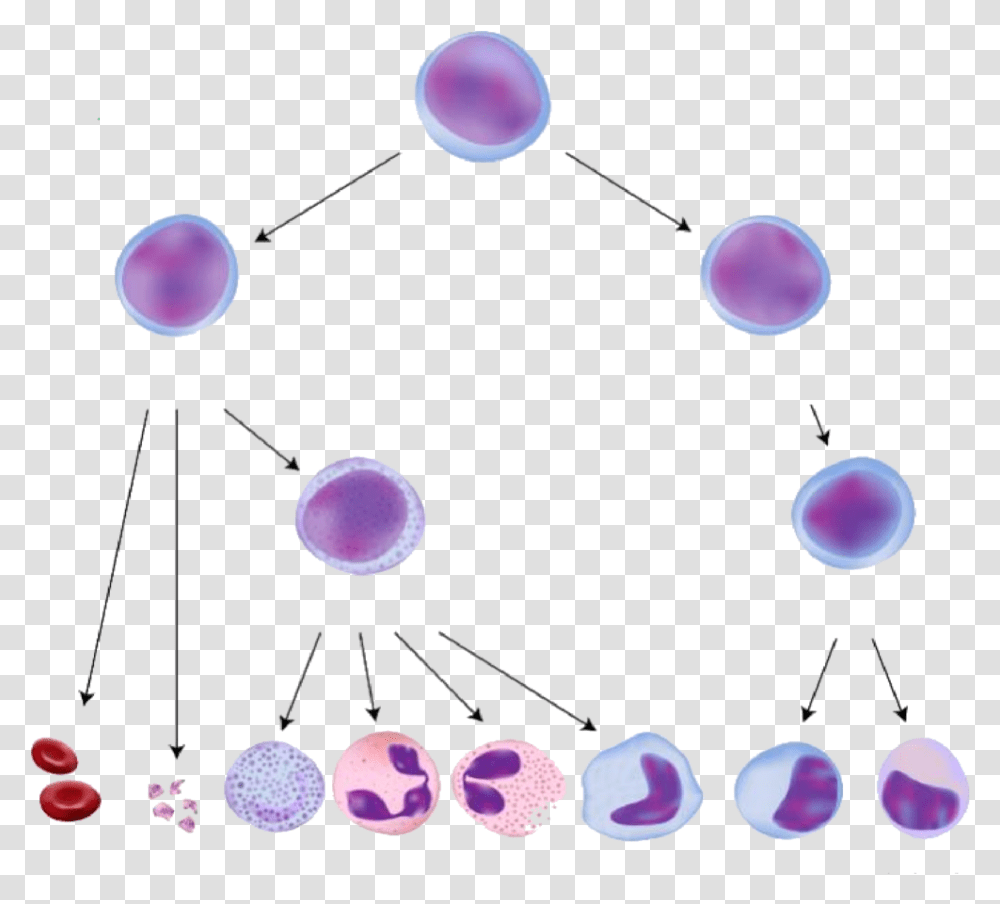 Cell Differentiation Red Blood Cells, Sphere, Bubble, Network Transparent Png