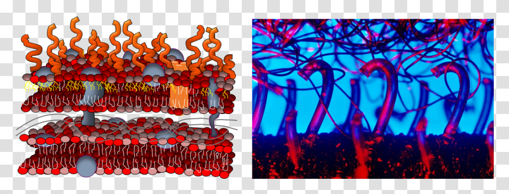 Cell Membrane And Velcro Velcro Close Up, Lighting, Poster Transparent Png