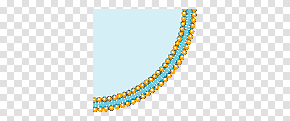 Cell Membrane Archives, Accessories, Accessory, Bead Necklace, Jewelry Transparent Png