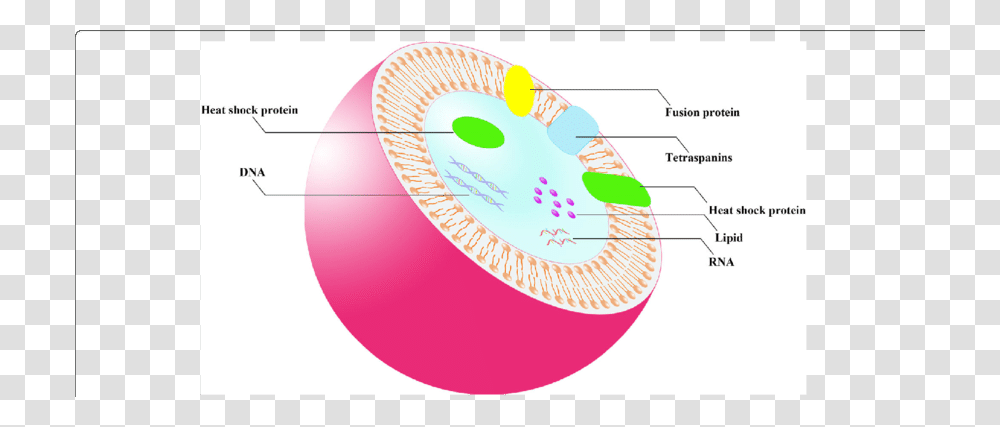 Cell Membrane Clipart Double Membrane Structure, Sphere, Plot, Diagram, Clam Transparent Png