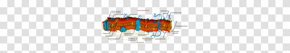 Cell Membrane Detailed Diagram En Clip Art, Plot, Urban, Advertisement Transparent Png