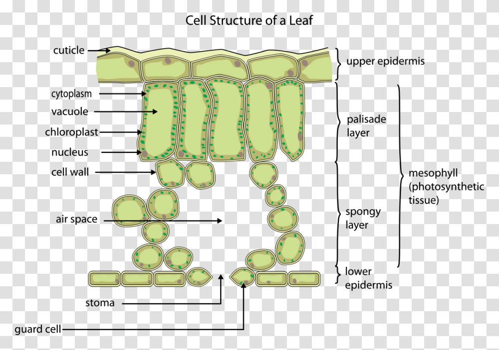 Cell Of A Leaf, Architecture, Building, Pillar Transparent Png