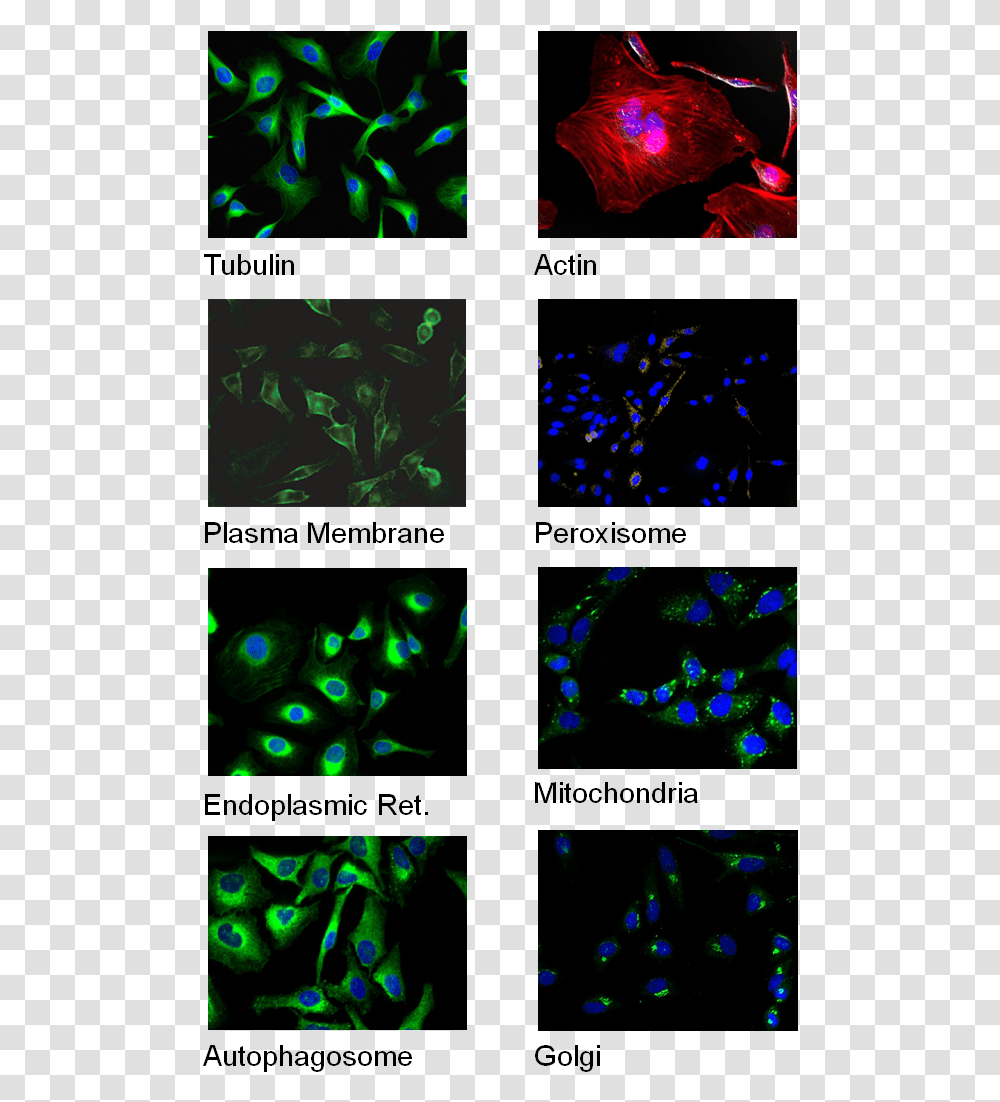 Cell Staining Graphic Design, Light, Laser, Pattern, Ornament Transparent Png